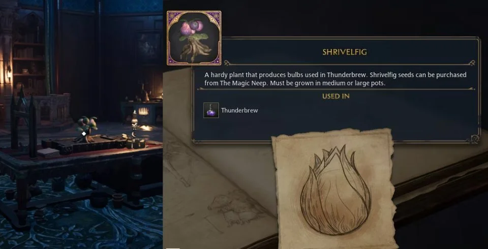 Shrivelfig description and Example in hogwarts legacy